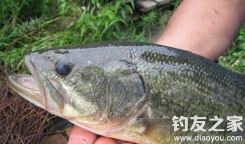 江钓鲈鱼正确方法，钓江鲈正确钓法（钓淡水鲈鱼的实用技巧）
