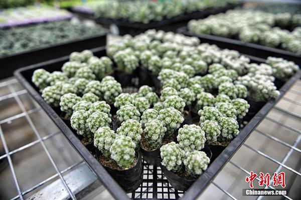 百合花摆放禁忌，你可知它不宜伴入眠