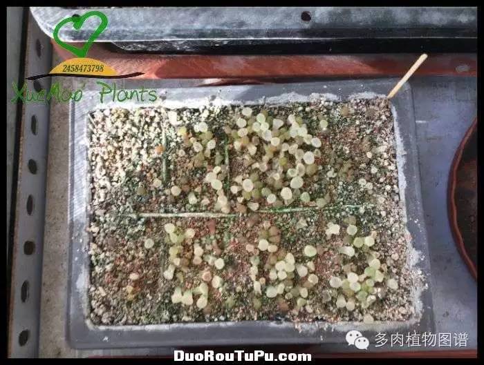 巫毒雕像怎么获得，巫师3百果园雕像（关于多肉冻伤的雪矛猜想）