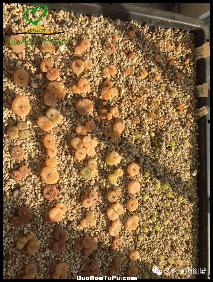 巫毒雕像怎么获得，巫师3百果园雕像（关于多肉冻伤的雪矛猜想）