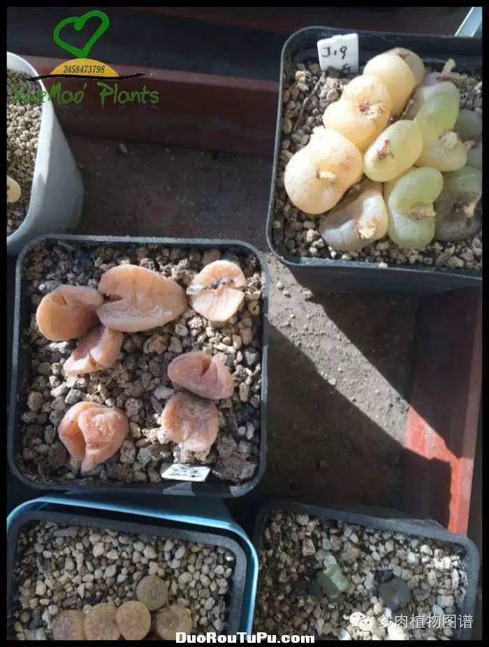 巫毒雕像怎么获得，巫师3百果园雕像（关于多肉冻伤的雪矛猜想）