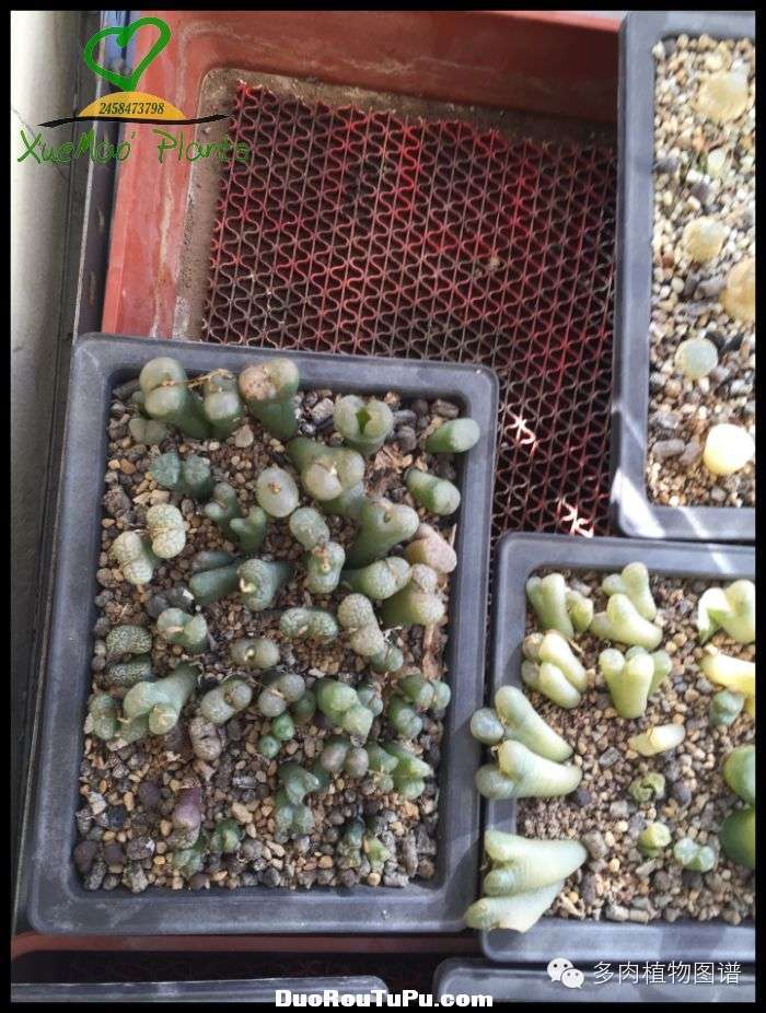 巫毒雕像怎么获得，巫师3百果园雕像（关于多肉冻伤的雪矛猜想）