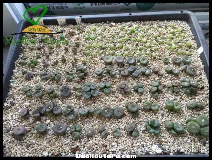 巫毒雕像怎么获得，巫师3百果园雕像（关于多肉冻伤的雪矛猜想）