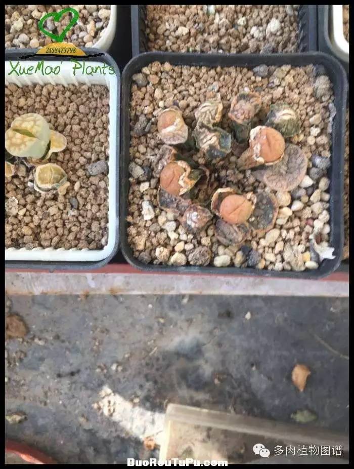 巫毒雕像怎么获得，巫师3百果园雕像（关于多肉冻伤的雪矛猜想）