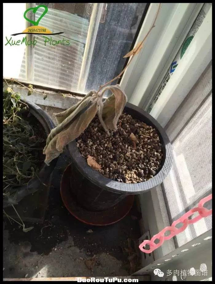 巫毒雕像怎么获得，巫师3百果园雕像（关于多肉冻伤的雪矛猜想）