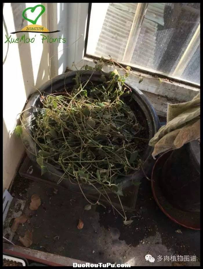 巫毒雕像怎么获得，巫师3百果园雕像（关于多肉冻伤的雪矛猜想）