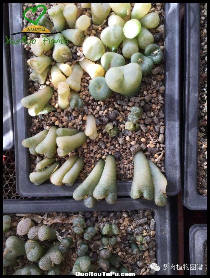 巫毒雕像怎么获得，巫师3百果园雕像（关于多肉冻伤的雪矛猜想）