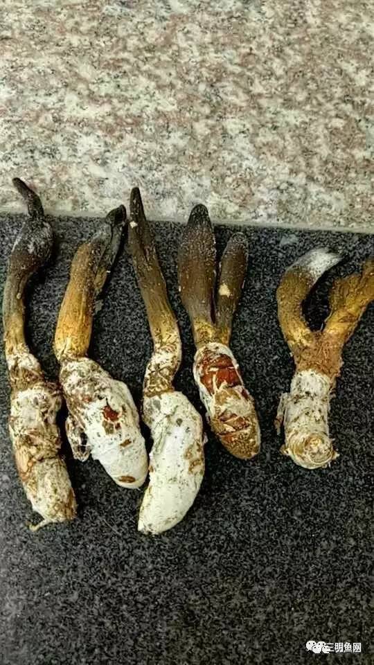 金蝉花的功效与作用 金蝉花怎么吃效果最好，金蝉花的功效与作用（三明山上又一宝物被发现）