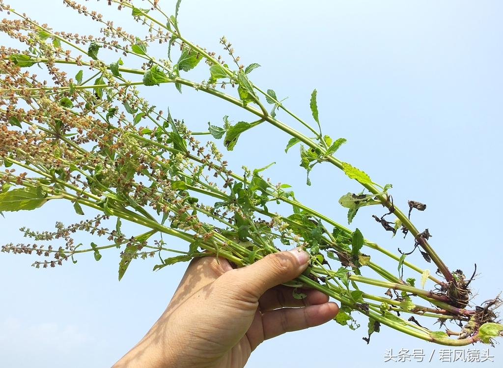 荔枝草别名蛤蟆草 入药治病疗效好 清热解毒又利尿