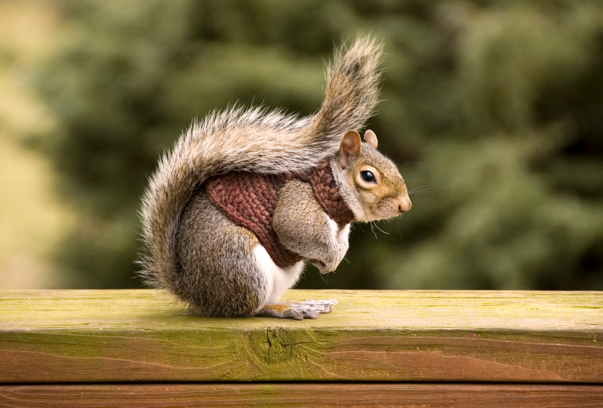 松鼠的养殖方法，怎么养松鼠（松鼠：喂养细节注意事项和方法）