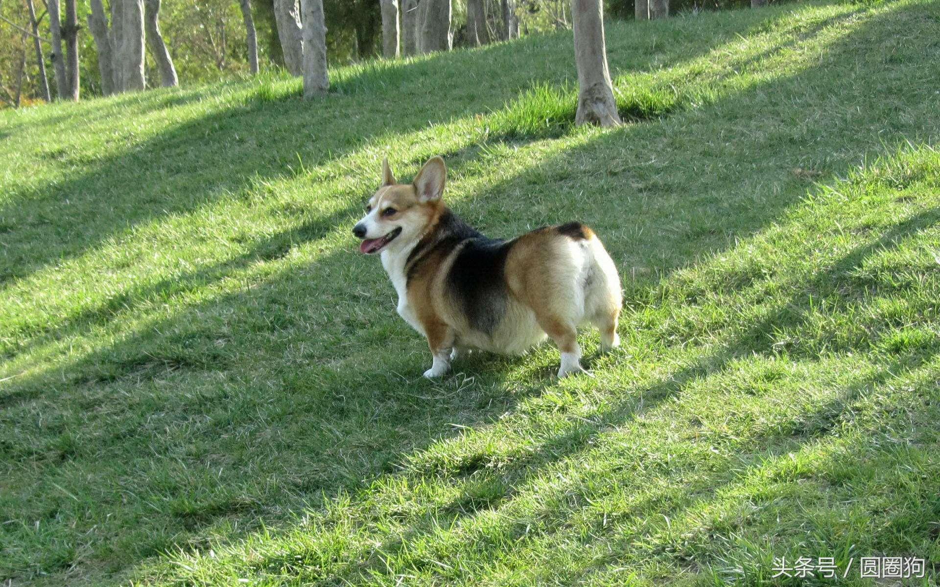 国外名犬图片