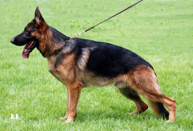 2.狼犬历险记 (1985)