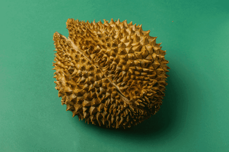 榴莲没熟打开后怎么办，榴莲要怎样才能熟（原来不成熟榴莲还可以这样催熟）