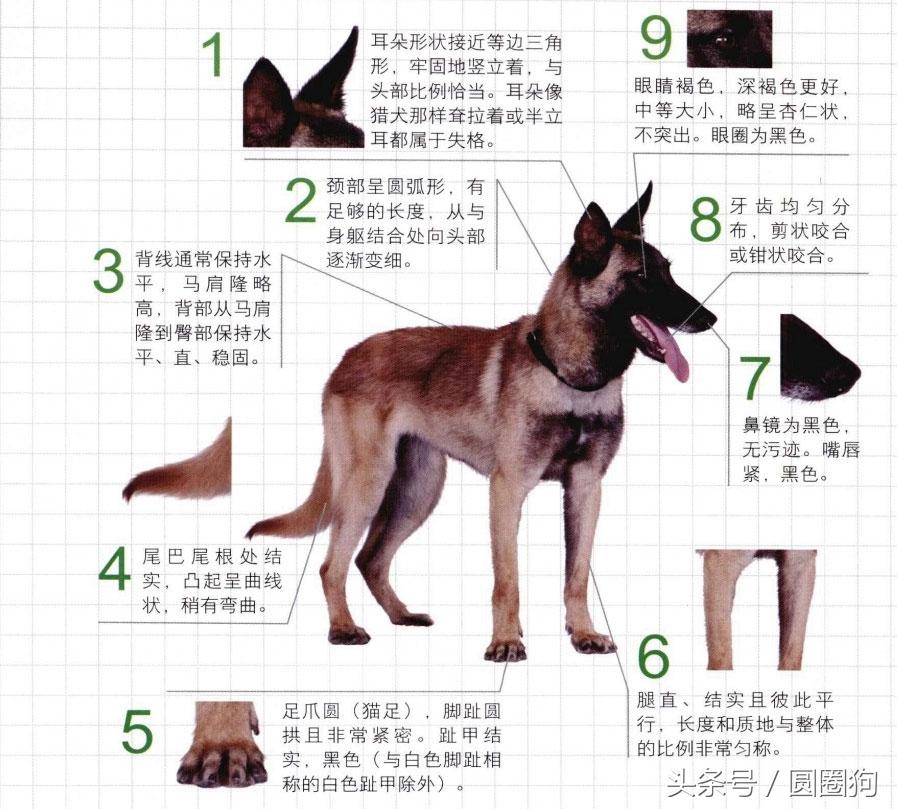 马林诺斯犬(马犬的四个品种)