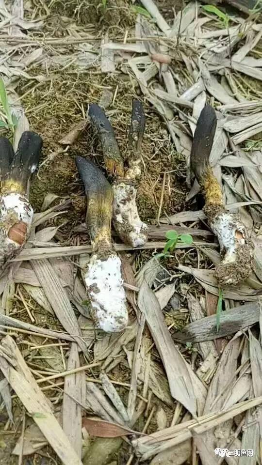 金蝉花的功效与作用 金蝉花怎么吃效果最好，金蝉花的功效与作用（三明山上又一宝物被发现）