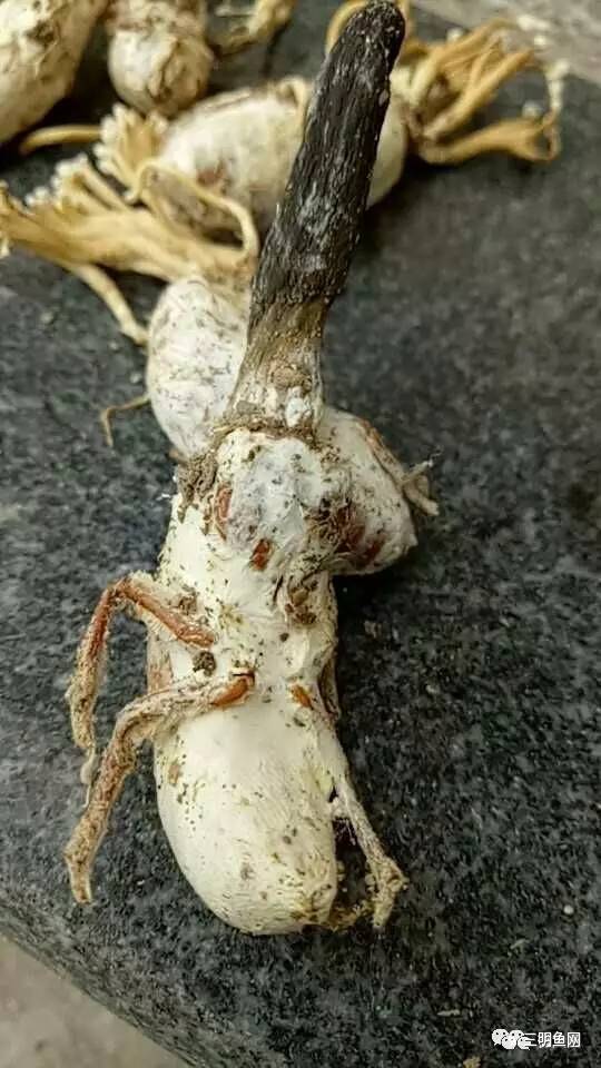 金蝉花的功效与作用 金蝉花怎么吃效果最好，金蝉花的功效与作用（三明山上又一宝物被发现）