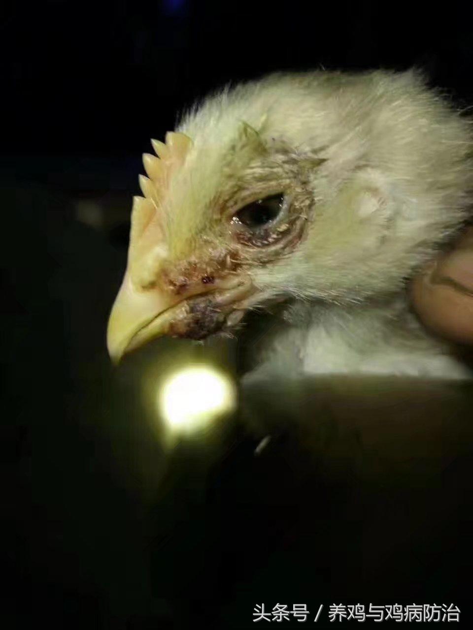 疤痕灵效果怎么样，疤痕灵对疤痕疙瘩有效果吗（养鸡——得了鸡痘的鸡卖不出去好价钱）