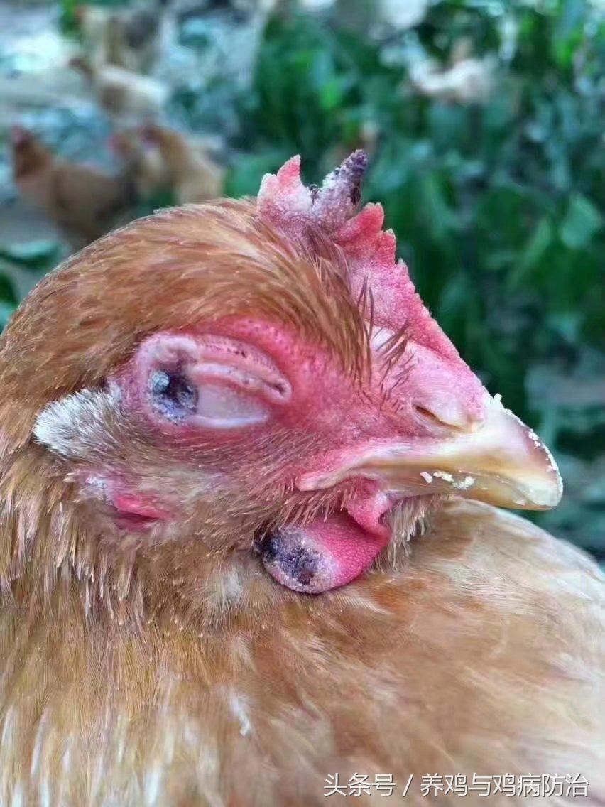 疤痕灵效果怎么样，疤痕灵对疤痕疙瘩有效果吗（养鸡——得了鸡痘的鸡卖不出去好价钱）