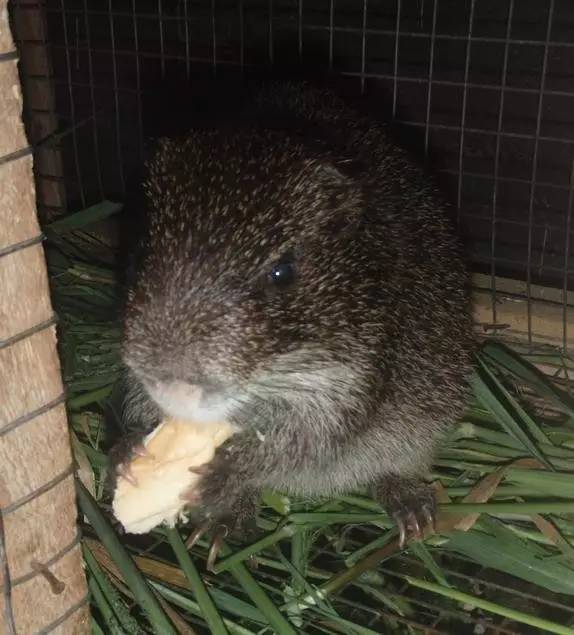 荷兰猪能长多少斤重 荷兰猪饲养八大禁忌