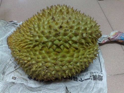 没开口的榴莲晒太阳熟得快吗，榴莲没有开口可以打开吗（原来不成熟榴莲还可以这样催熟）