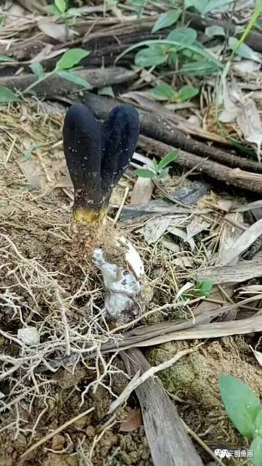 金蝉花的功效与作用 金蝉花怎么吃效果最好，金蝉花的功效与作用（三明山上又一宝物被发现）