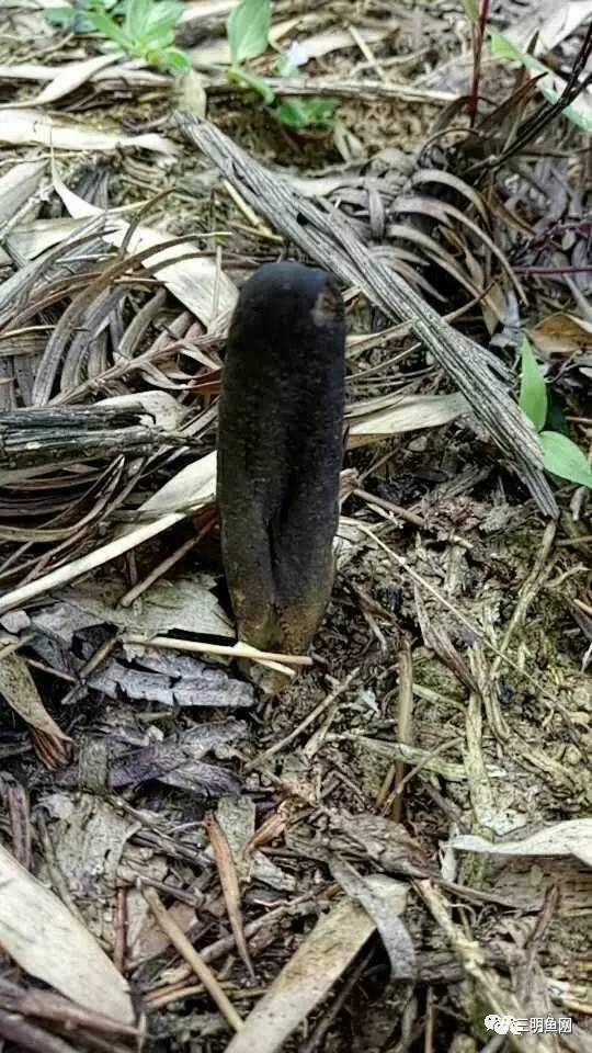 金蝉花的功效与作用 金蝉花怎么吃效果最好，金蝉花的功效与作用（三明山上又一宝物被发现）