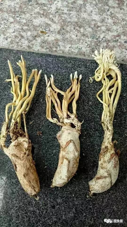 金蝉花的功效与作用 金蝉花怎么吃效果最好，金蝉花的功效与作用（三明山上又一宝物被发现）