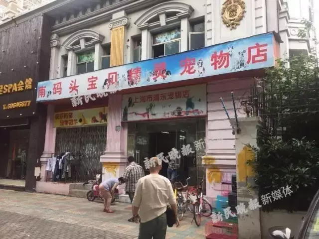 为什么星期狗在宠物店不会死（宠物店照顾星期狗的五大秘诀）