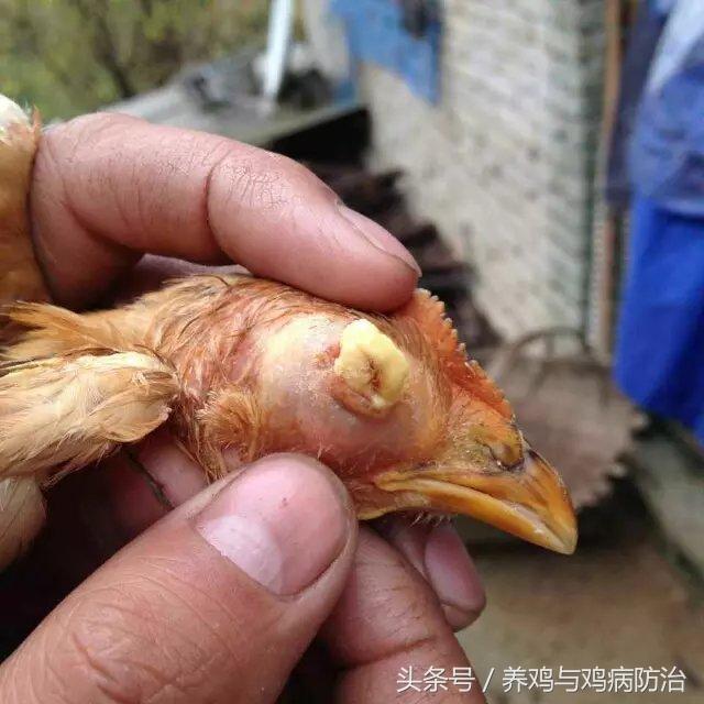 疤痕灵效果怎么样，疤痕灵对疤痕疙瘩有效果吗（养鸡——得了鸡痘的鸡卖不出去好价钱）