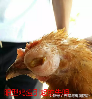 疤痕灵效果怎么样，疤痕灵对疤痕疙瘩有效果吗（养鸡——得了鸡痘的鸡卖不出去好价钱）