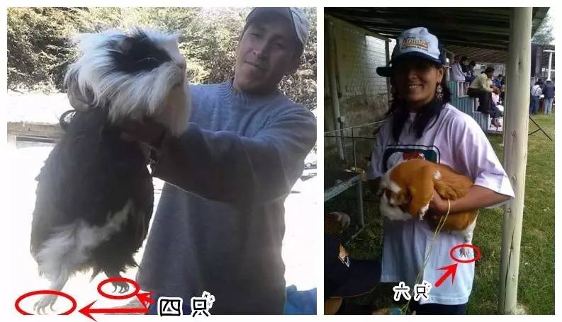 荷兰猪能长多少斤重 荷兰猪饲养八大禁忌