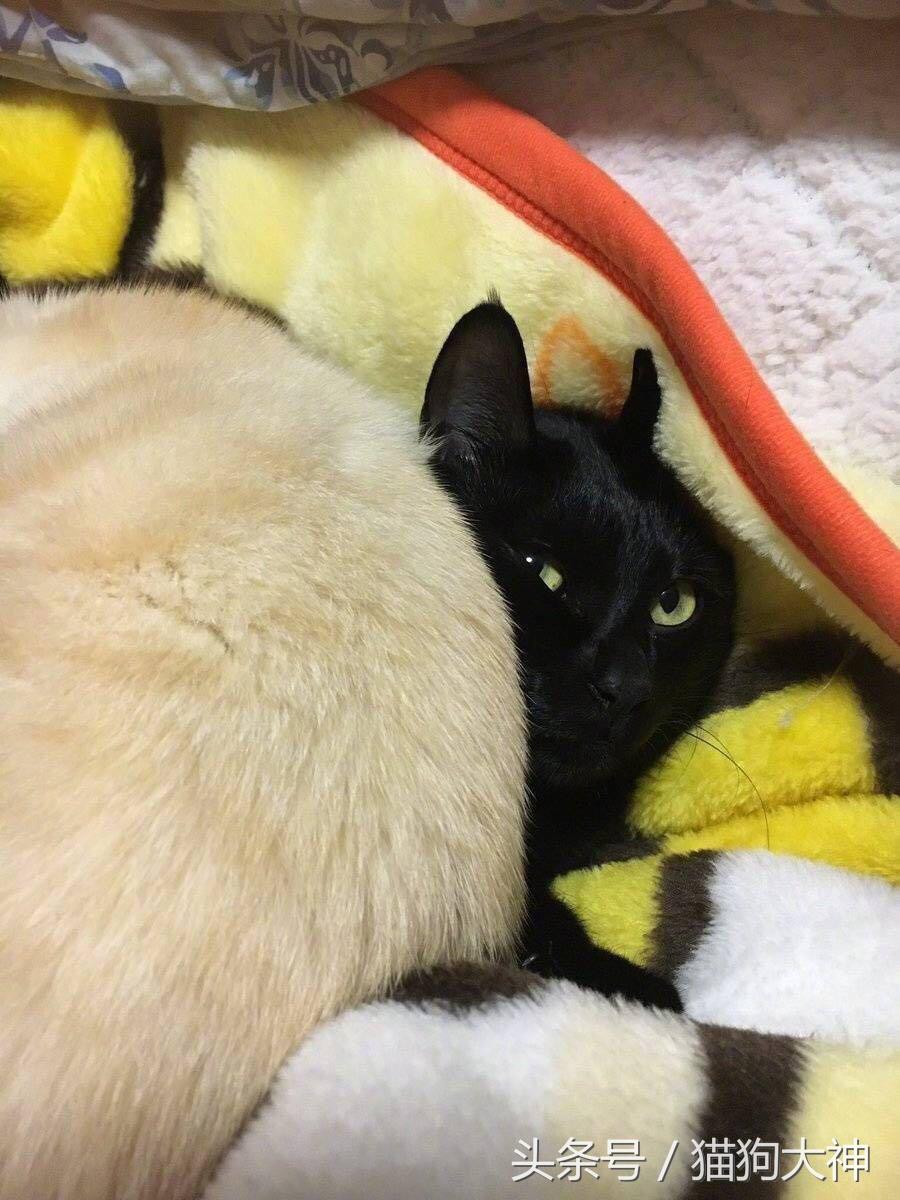 黑猫男友的疼爱方式，黑猫男友的疼爱方式第一集（因为忽略了那隐约的橘毛）