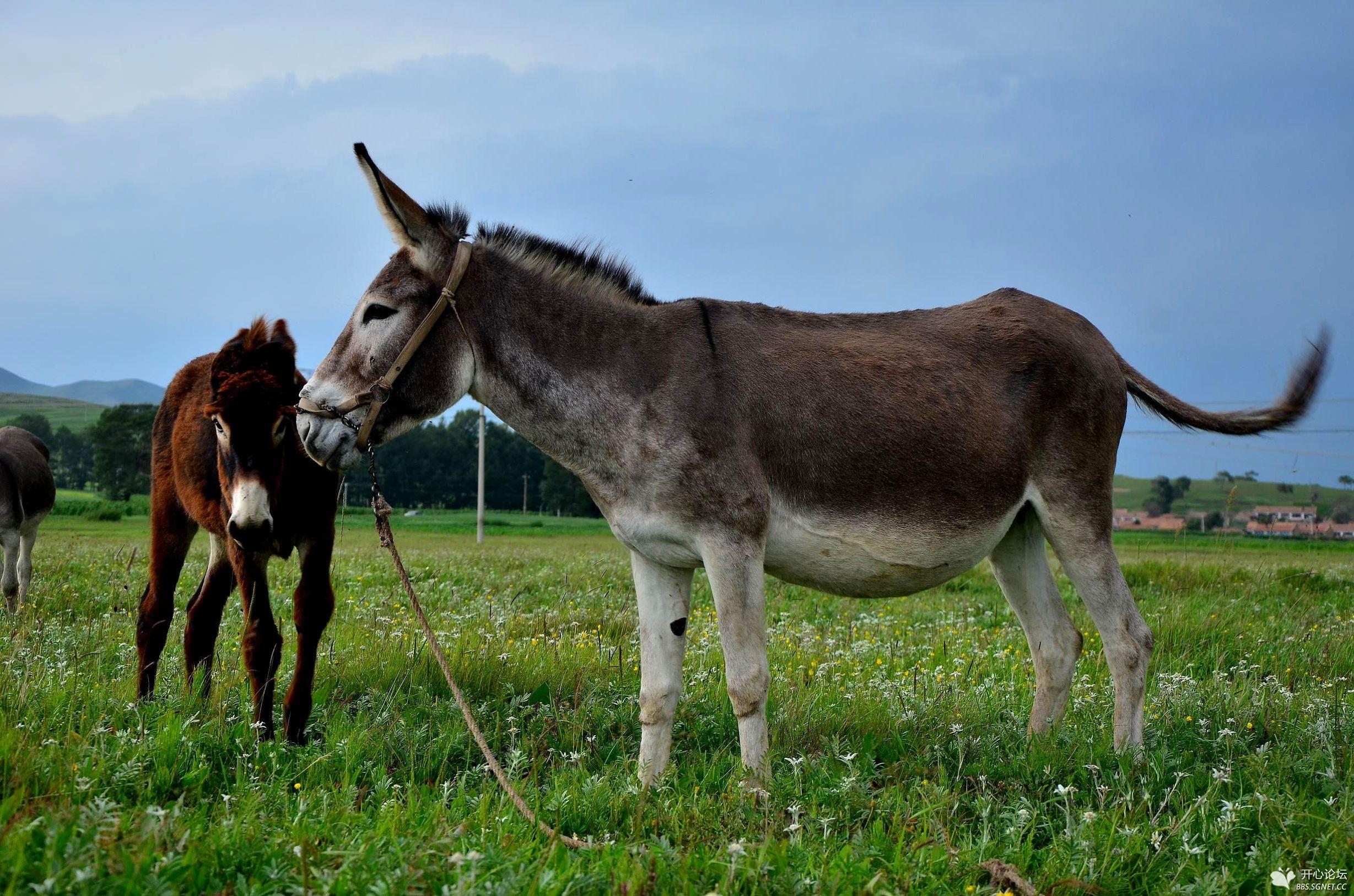 记得我小时候,看见我爸在地里干活很辛苦,我就对我爸说:"等我长大了