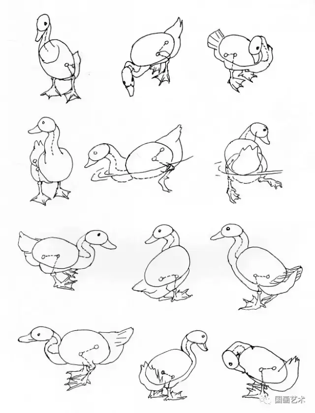 简笔画鸭子的画法，鸡的画法简笔画（如何画好家禽动态简笔画）