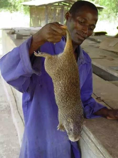 荷兰猪能长多少斤重 荷兰猪饲养八大禁忌