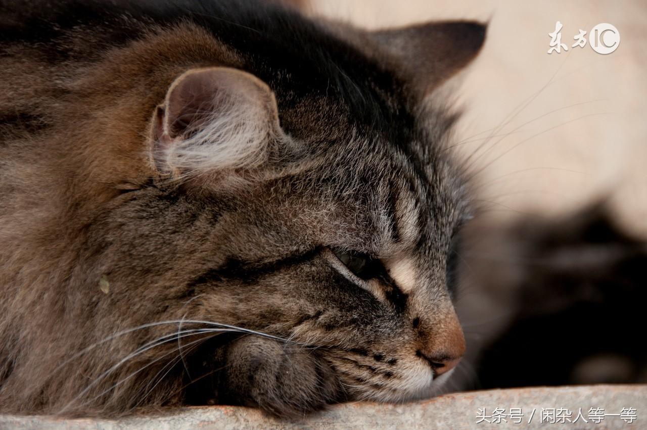 怎么样掏耳朵猫舒服（猫咪掏耳朵后死了）