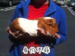 荷兰猪能长多少斤重 荷兰猪饲养八大禁忌