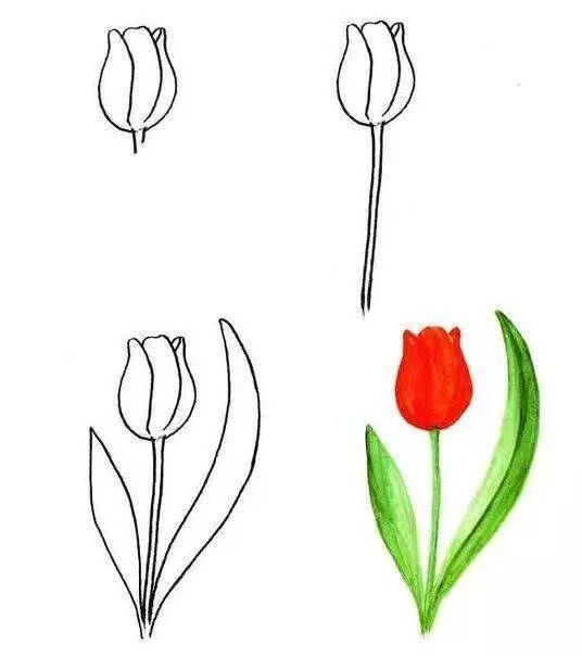 那些花儿初学者图片