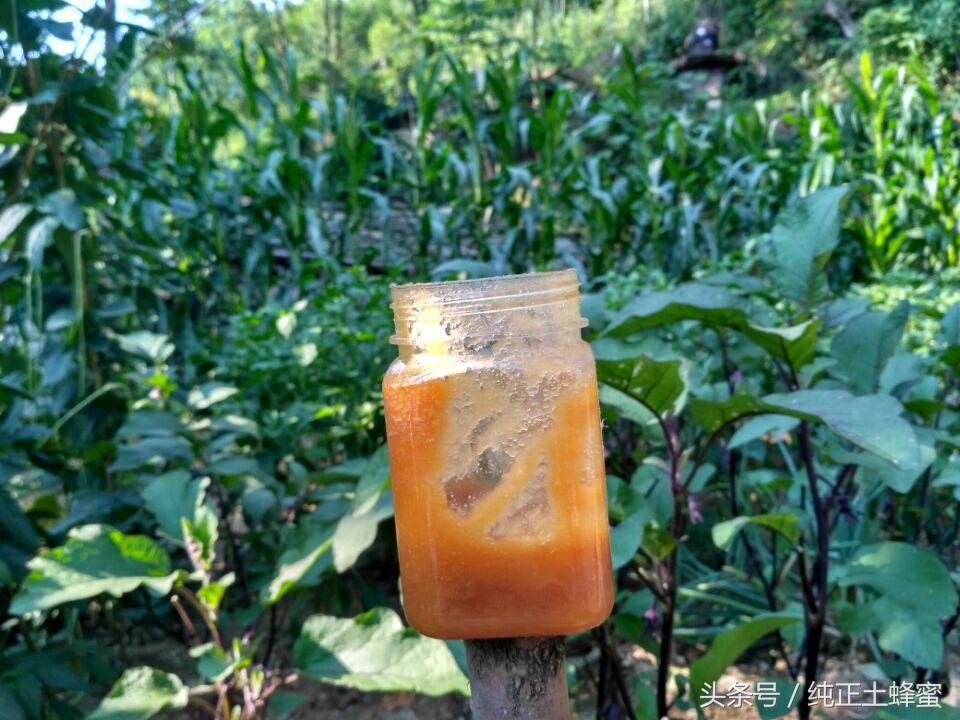 孕妇可以喝蜂蜜吗，孕妇能喝蜂蜜吗（孕妇可以喝蜂蜜吗）