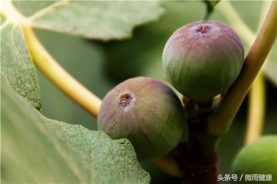 用无花果白汁抹痔疮，用无花果白汁抹痔疮几次好（还能流出白浆）