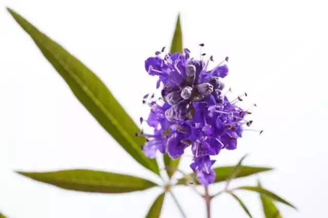 黑莓的好处有哪些，黑莓的好处有哪些呢（它的抗癌能力也是很强大的）