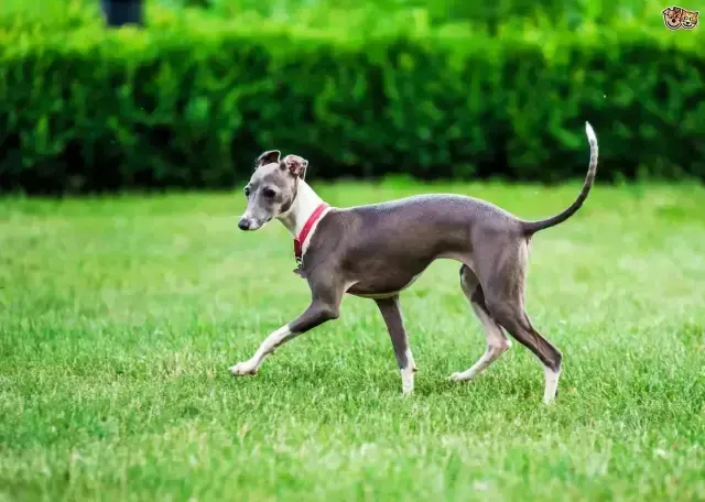 拉萨狮子犬体征和特点有哪些？（了解拉萨狮子犬的外貌和性格特征）