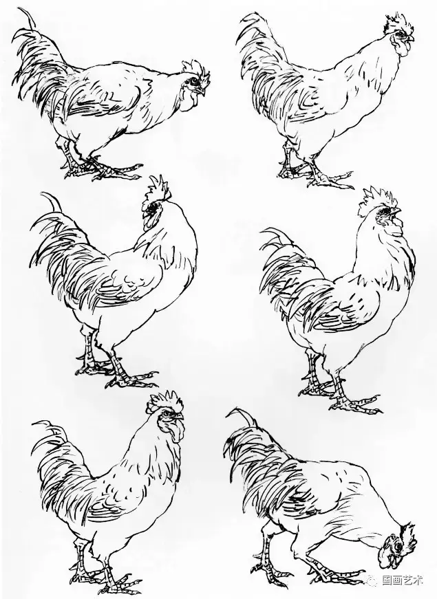 简笔画鸭子的画法，鸡的画法简笔画（如何画好家禽动态简笔画）