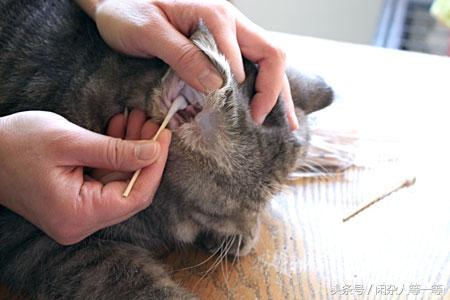 怎么样掏耳朵猫舒服（猫咪掏耳朵后死了）