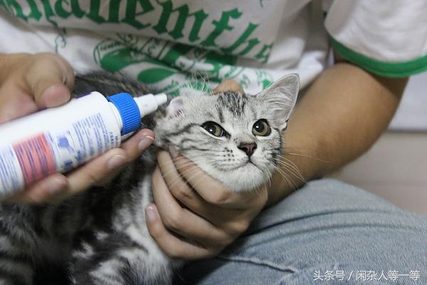 怎么样掏耳朵猫舒服（猫咪掏耳朵后死了）