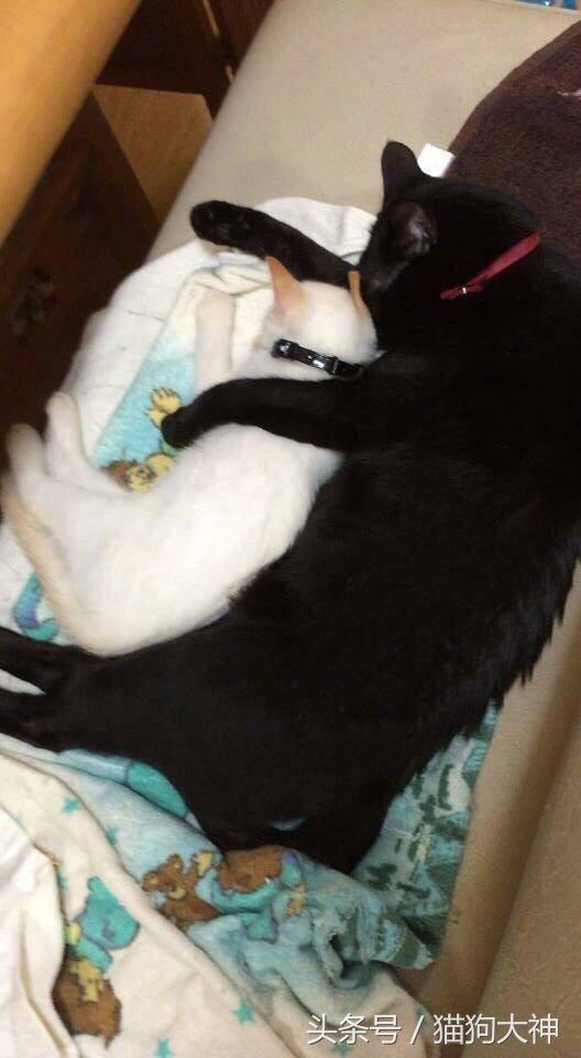 黑猫男友的疼爱方式，黑猫男友的疼爱方式第一集（因为忽略了那隐约的橘毛）