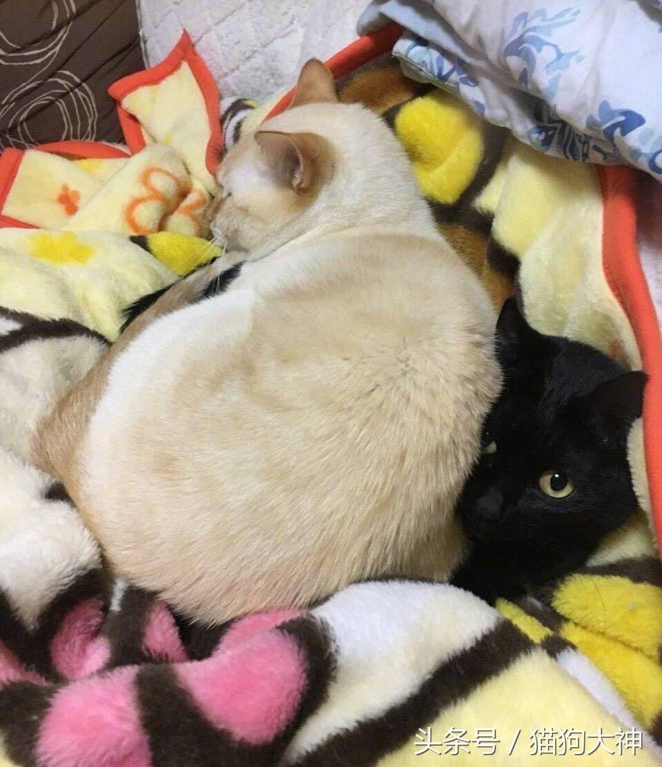 黑猫男友的疼爱方式，黑猫男友的疼爱方式第一集（因为忽略了那隐约的橘毛）