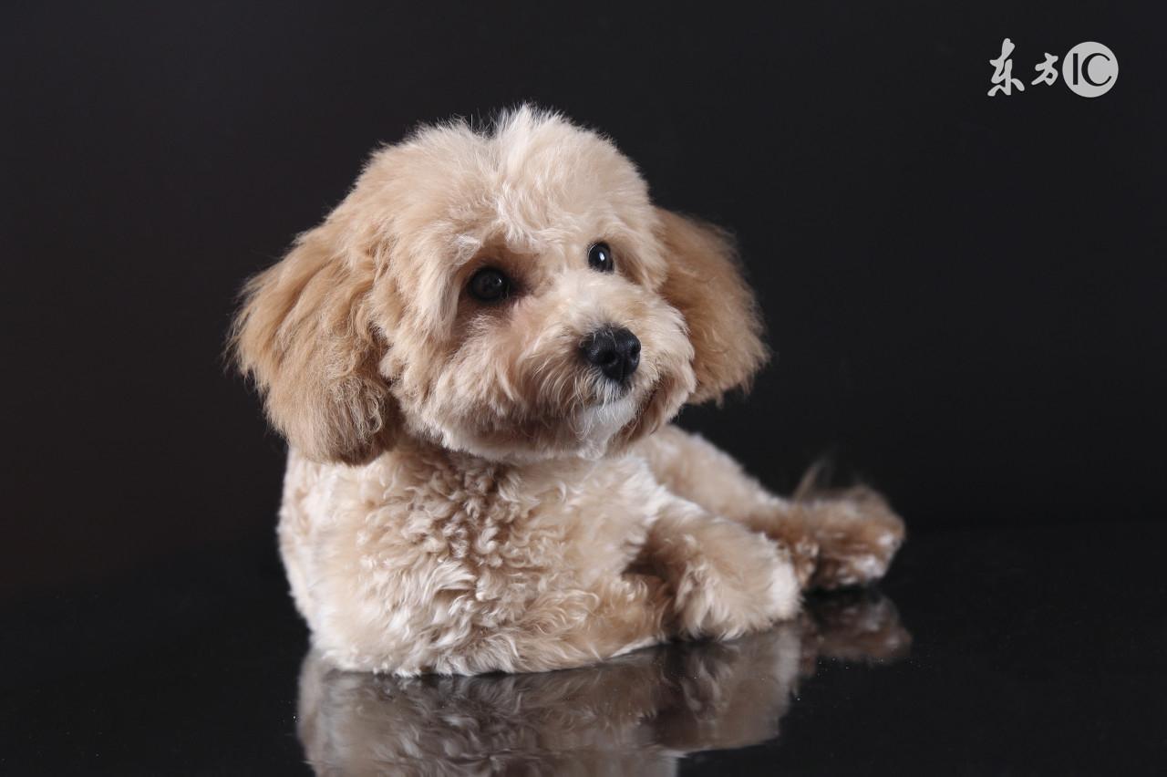 第十五,贵宾犬,也称"贵妇犬",据猜测起源于德国