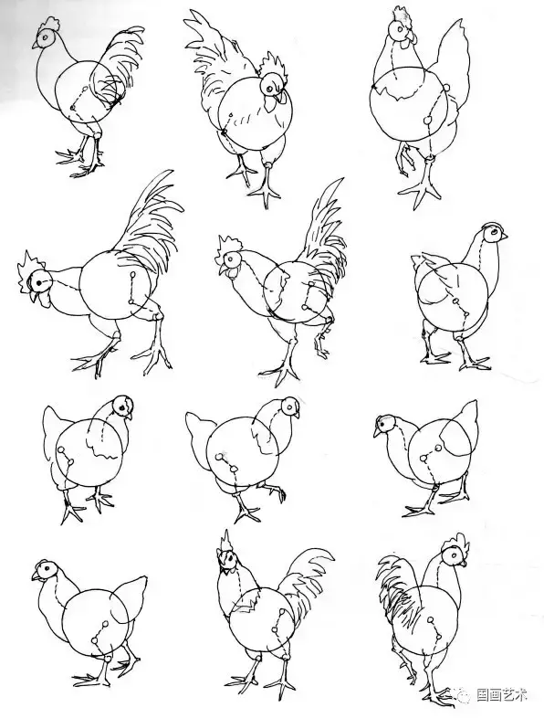简笔画鸭子的画法，鸡的画法简笔画（如何画好家禽动态简笔画）