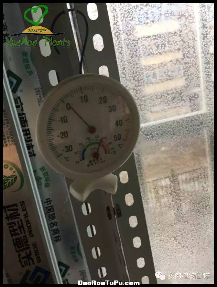 巫毒雕像怎么获得，巫师3百果园雕像（关于多肉冻伤的雪矛猜想）